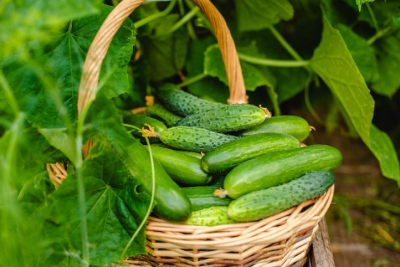 Спасите огурцы от главного врага: эффективные способы защиты растений