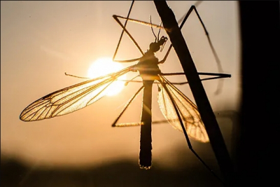 Дирофиляриоз в России: экзотика ушла, угроза осталась &mdash; профессор Шахмарданов о заболевании